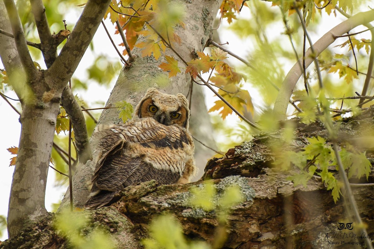 Great Horned Owl - ML59354981