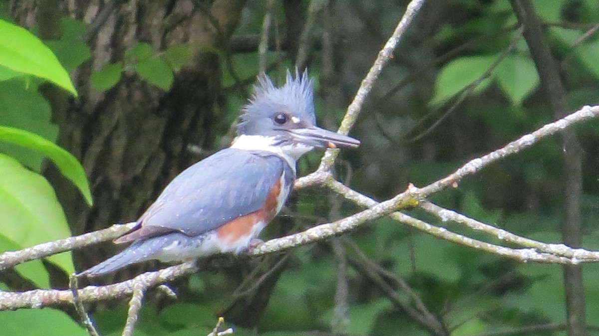 Belted Kingfisher - ML59355421