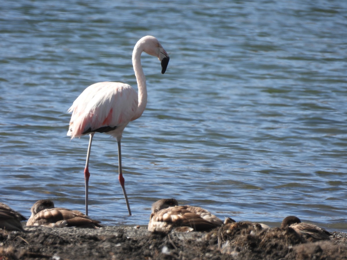 Şili Flamingosu - ML593554431