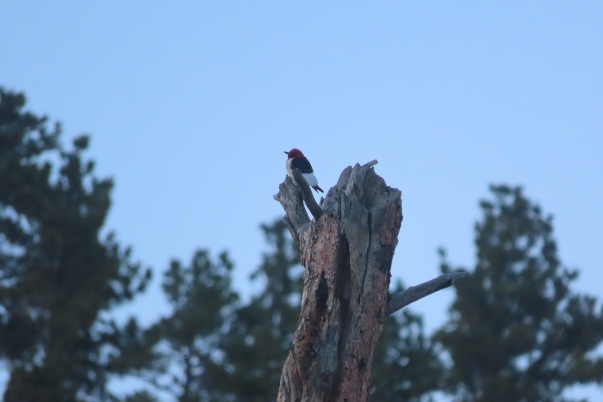 Red-headed Woodpecker - ML593557011