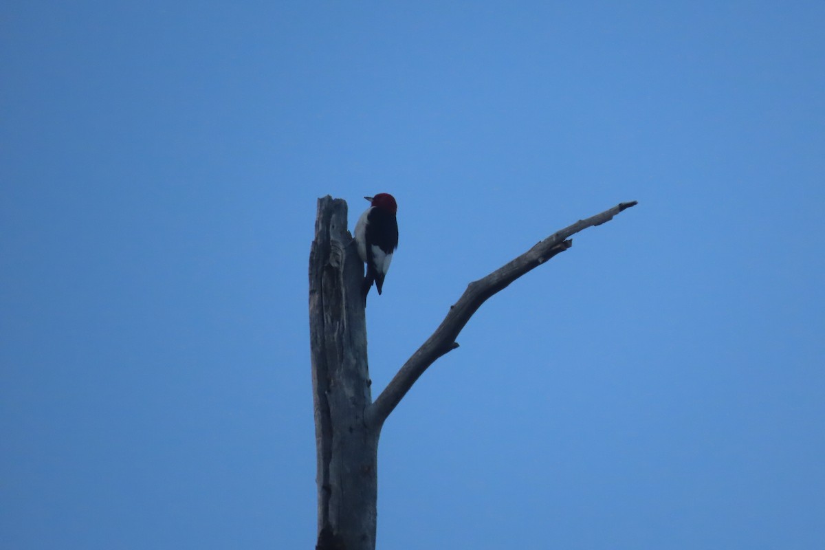 Red-headed Woodpecker - Micah Grove