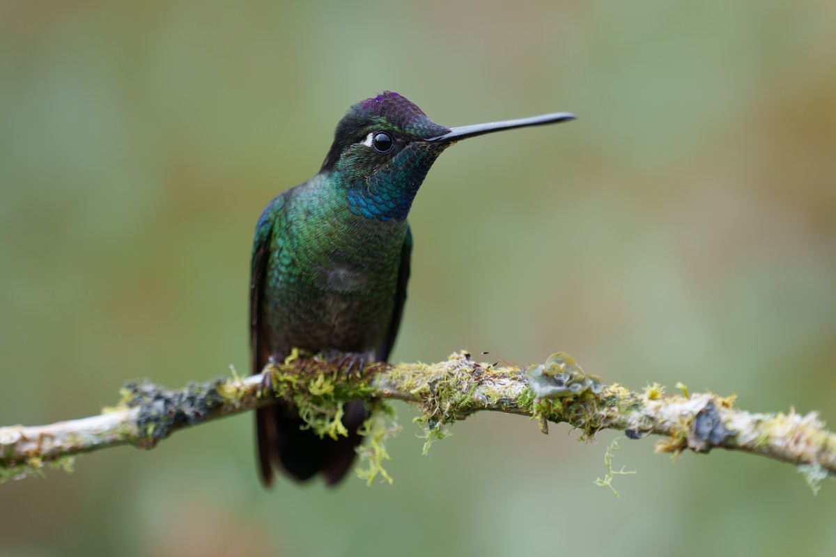 Talamanca Hummingbird - ML593557261