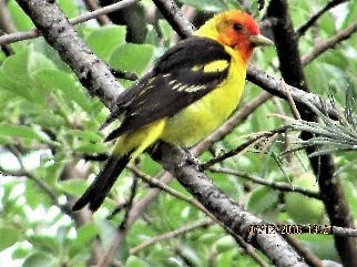 Western Tanager - ML593559121