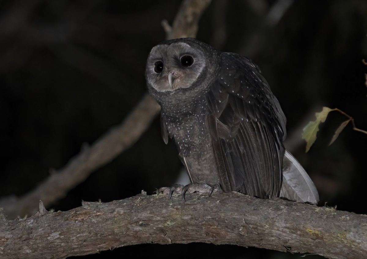 Sooty Owl - ML593560331