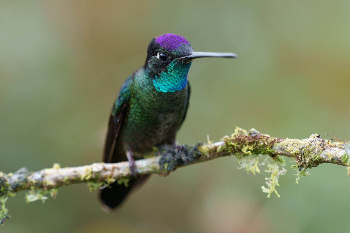 Talamanca Hummingbird - ML593560831