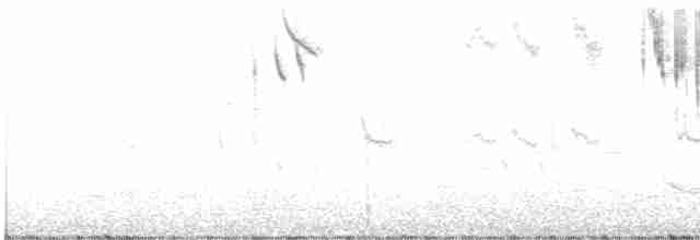 Тасманийский ворон - ML593561171