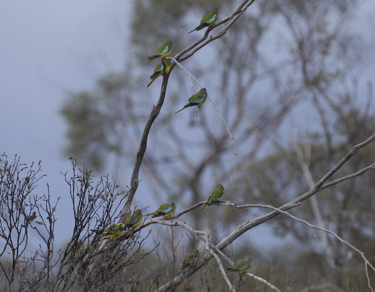 Красногрудый травяной попугайчик - ML593562931