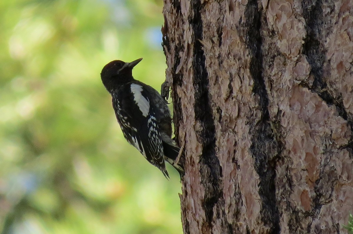 Red-breasted Sapsucker - ML593564271