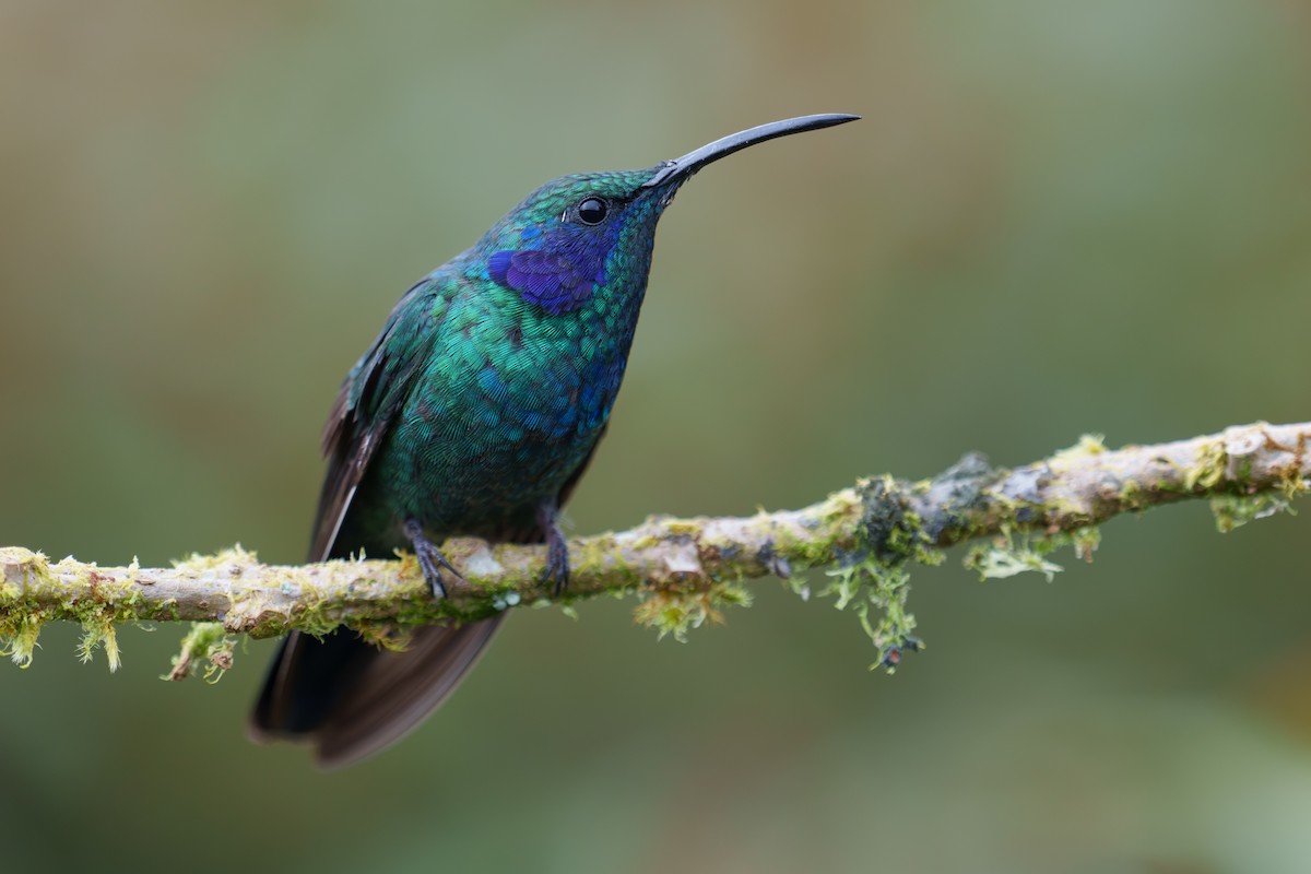 kolibřík modrouchý - ML593566021