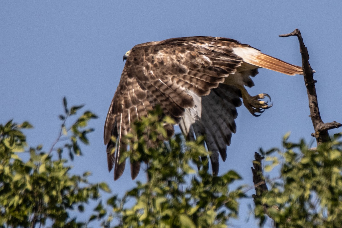 Red-tailed Hawk - ML593569051