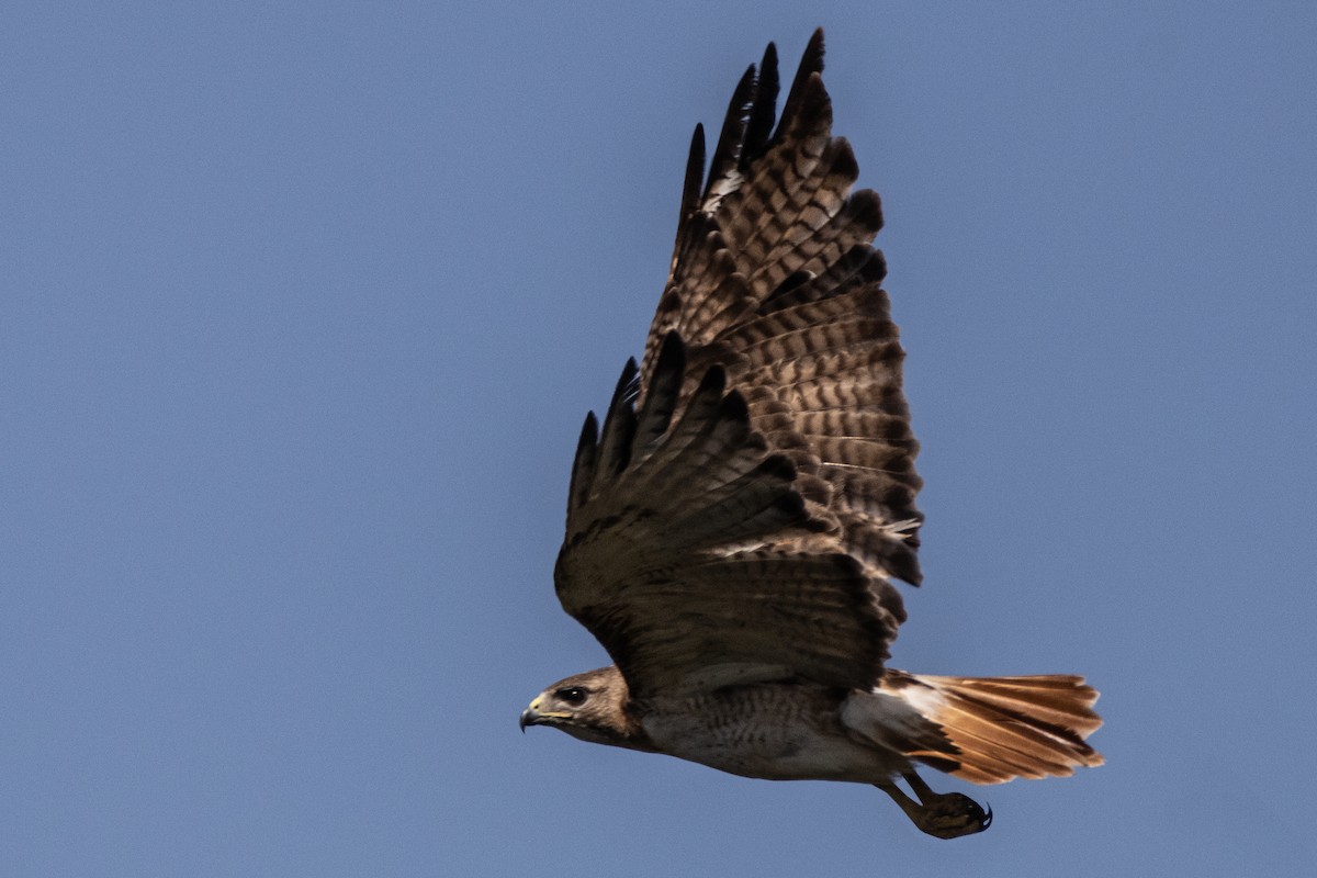 Red-tailed Hawk - ML593569101