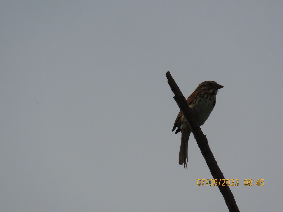 Song Sparrow - ML593570261