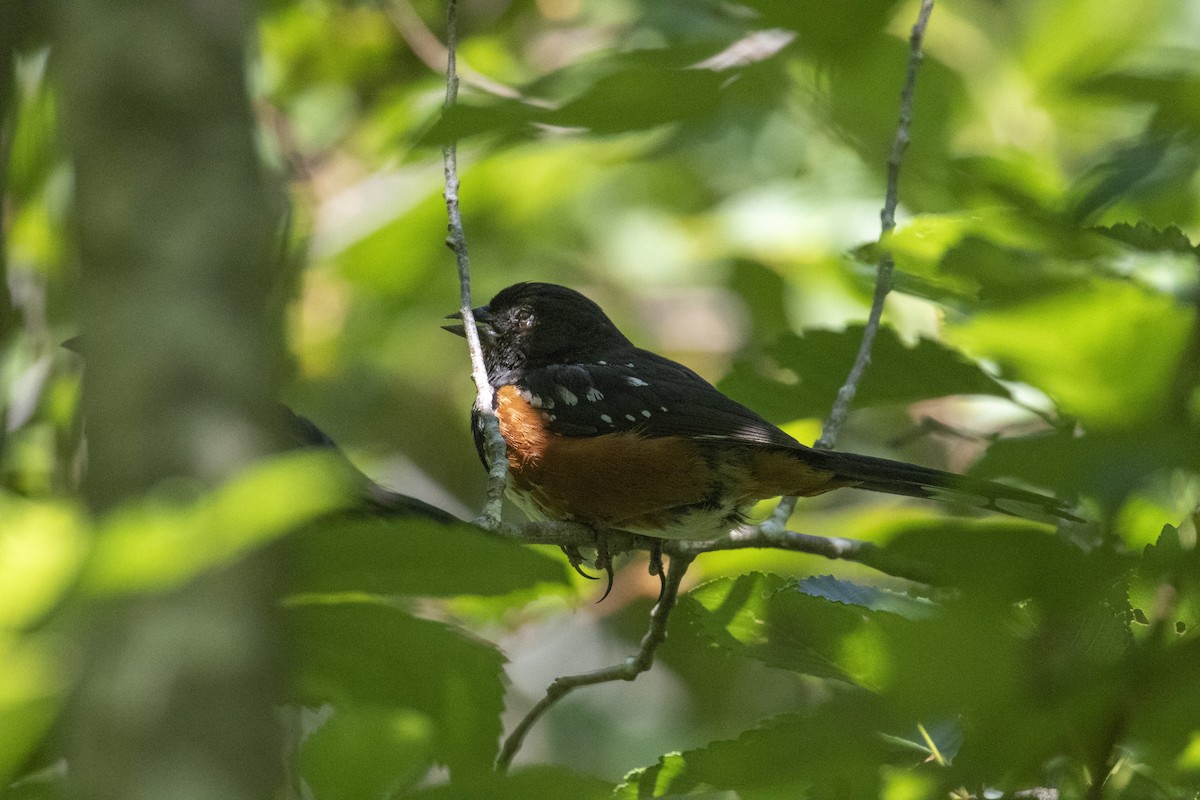 Spotted Towhee - ML593574111