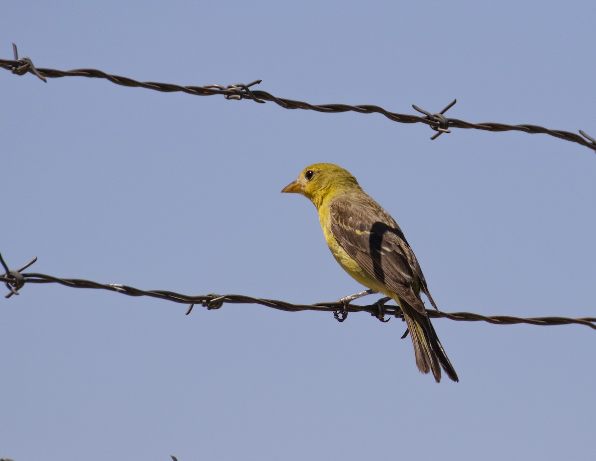 Western Tanager - ML593574601