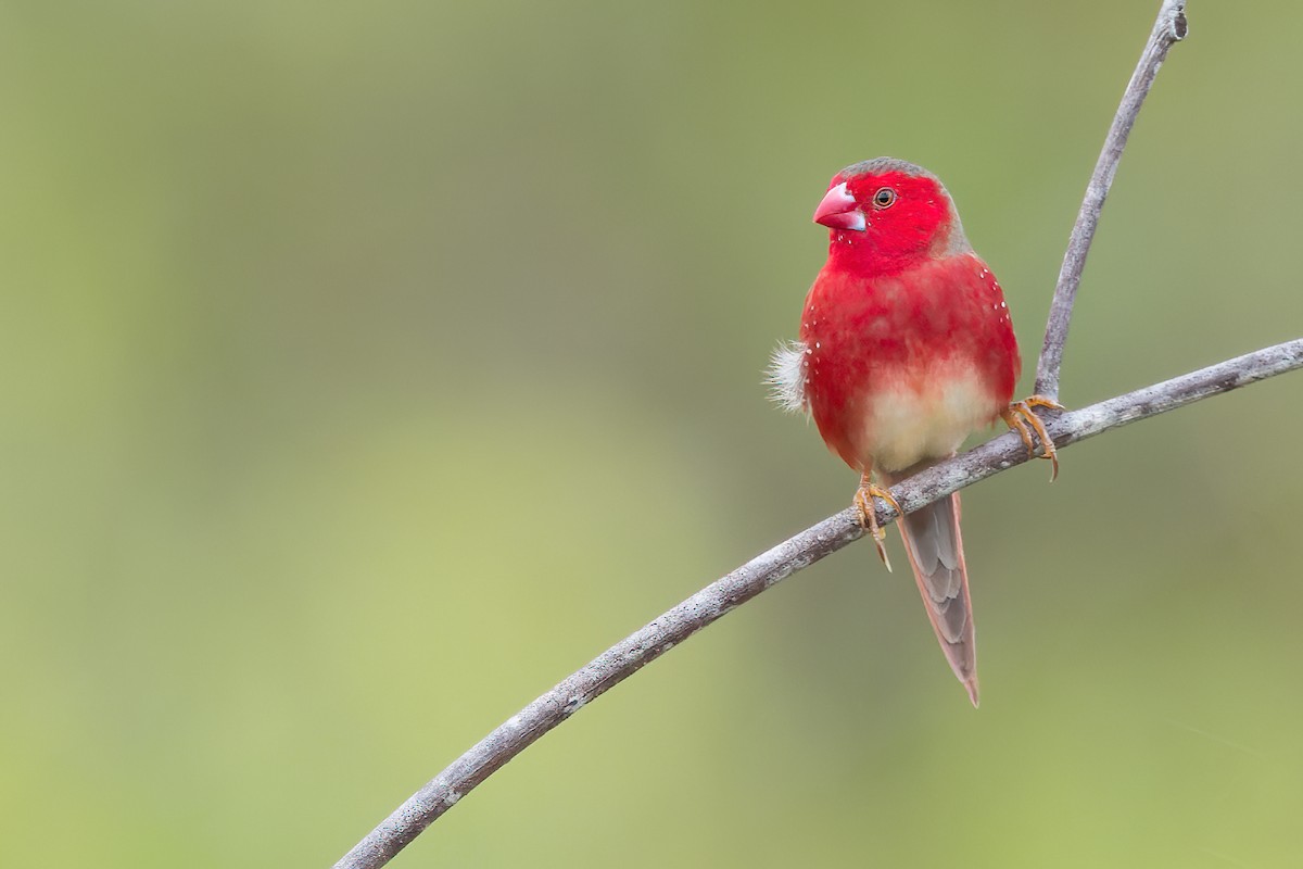 Crimson Finch (White-bellied) - Dubi Shapiro