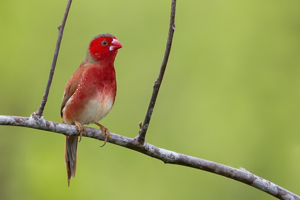 Crimson Finch (White-bellied) - ML593576111