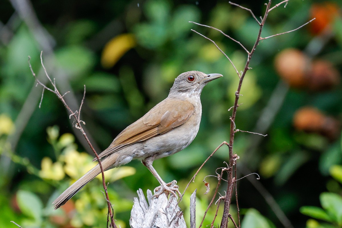 Pale-breasted Thrush - ML593577691
