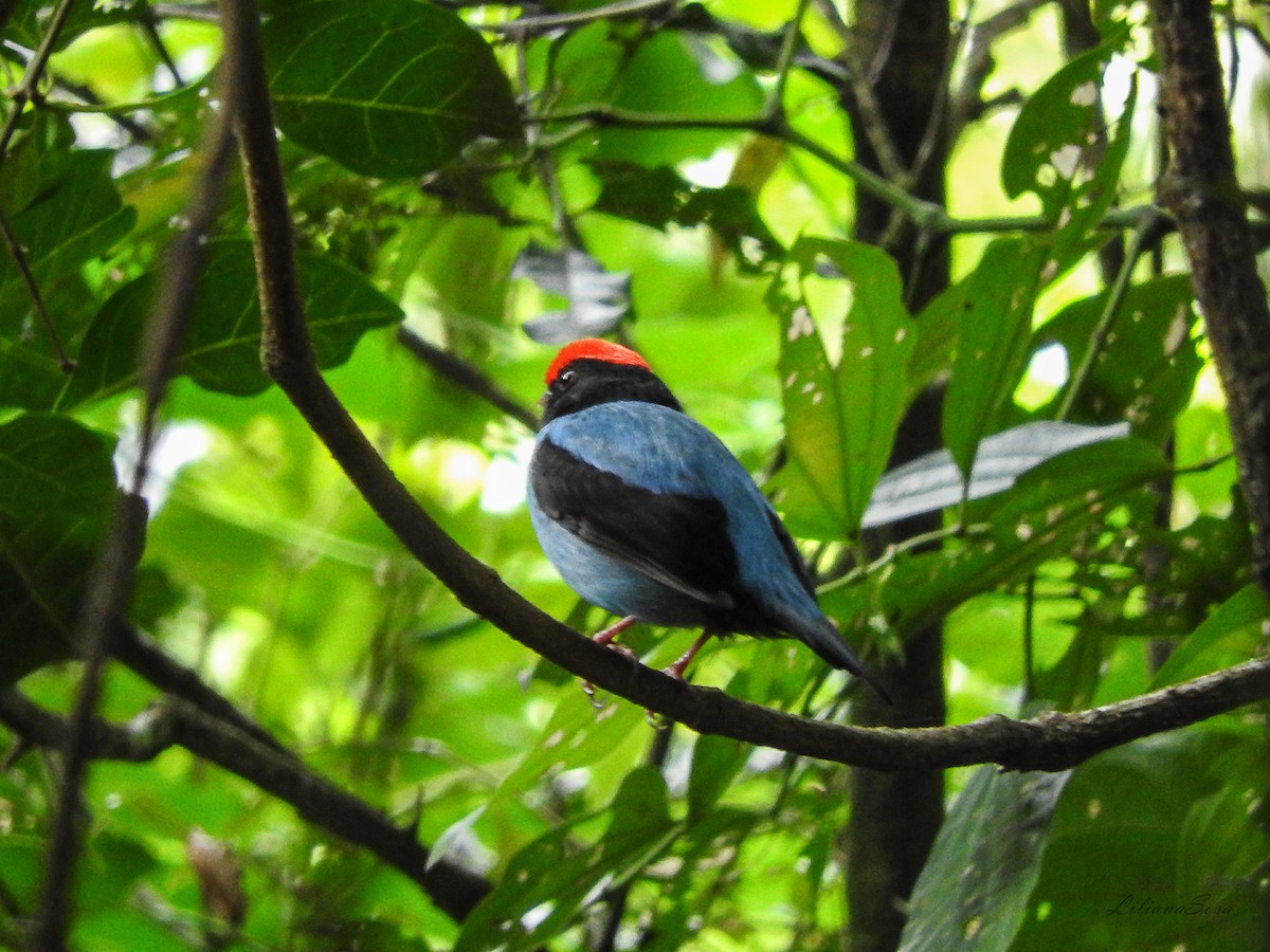 Swallow-tailed Manakin - ML593579021