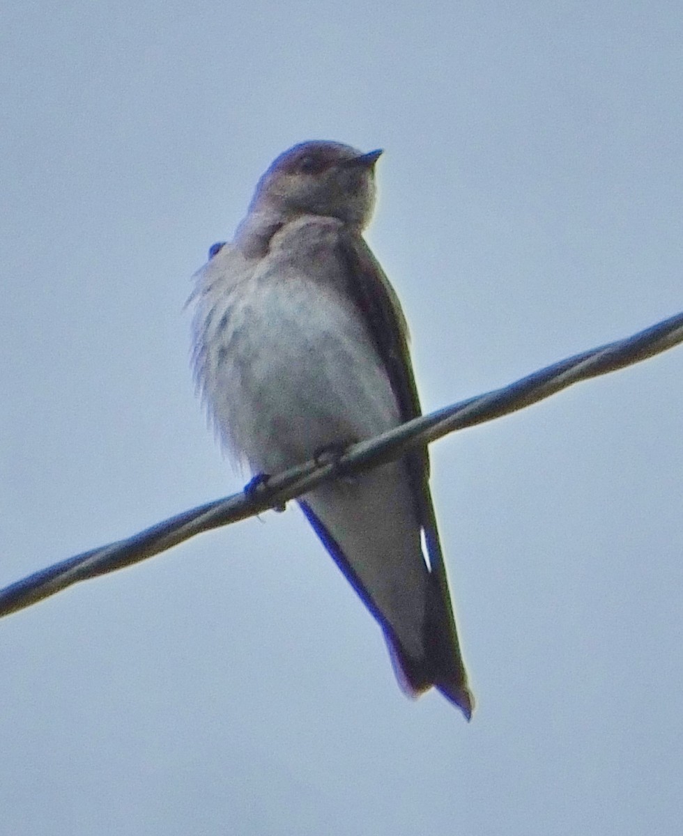 Northern Rough-winged Swallow - Barbara Dye