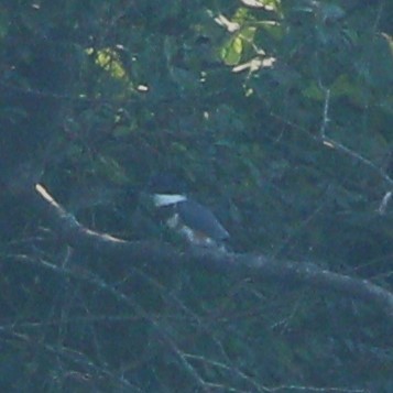 Belted Kingfisher - ML593580211