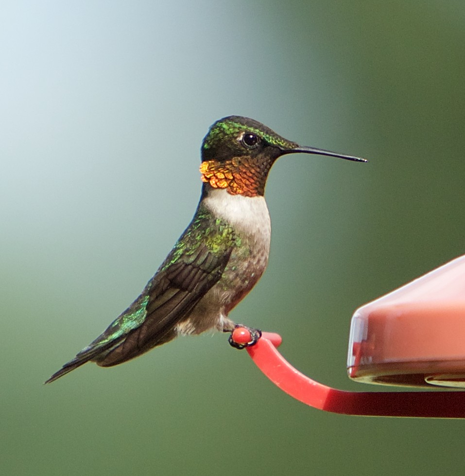 Ruby-throated Hummingbird - ML593581131