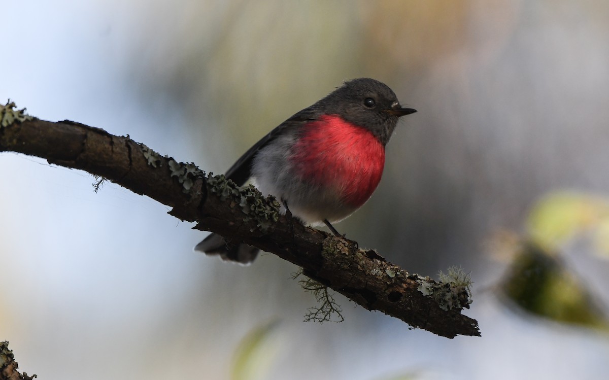 eBird Checklist 13 Jul 2023 Ferndale Reserve & Bundanoon Sewage