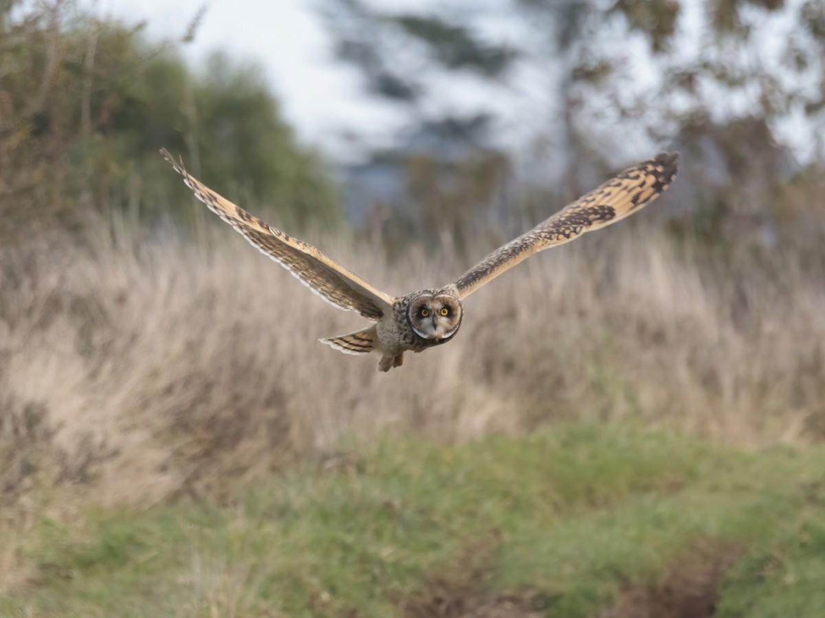 Short-eared Owl - ML593587151