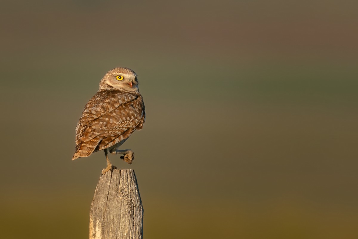 Burrowing Owl - ML593588621