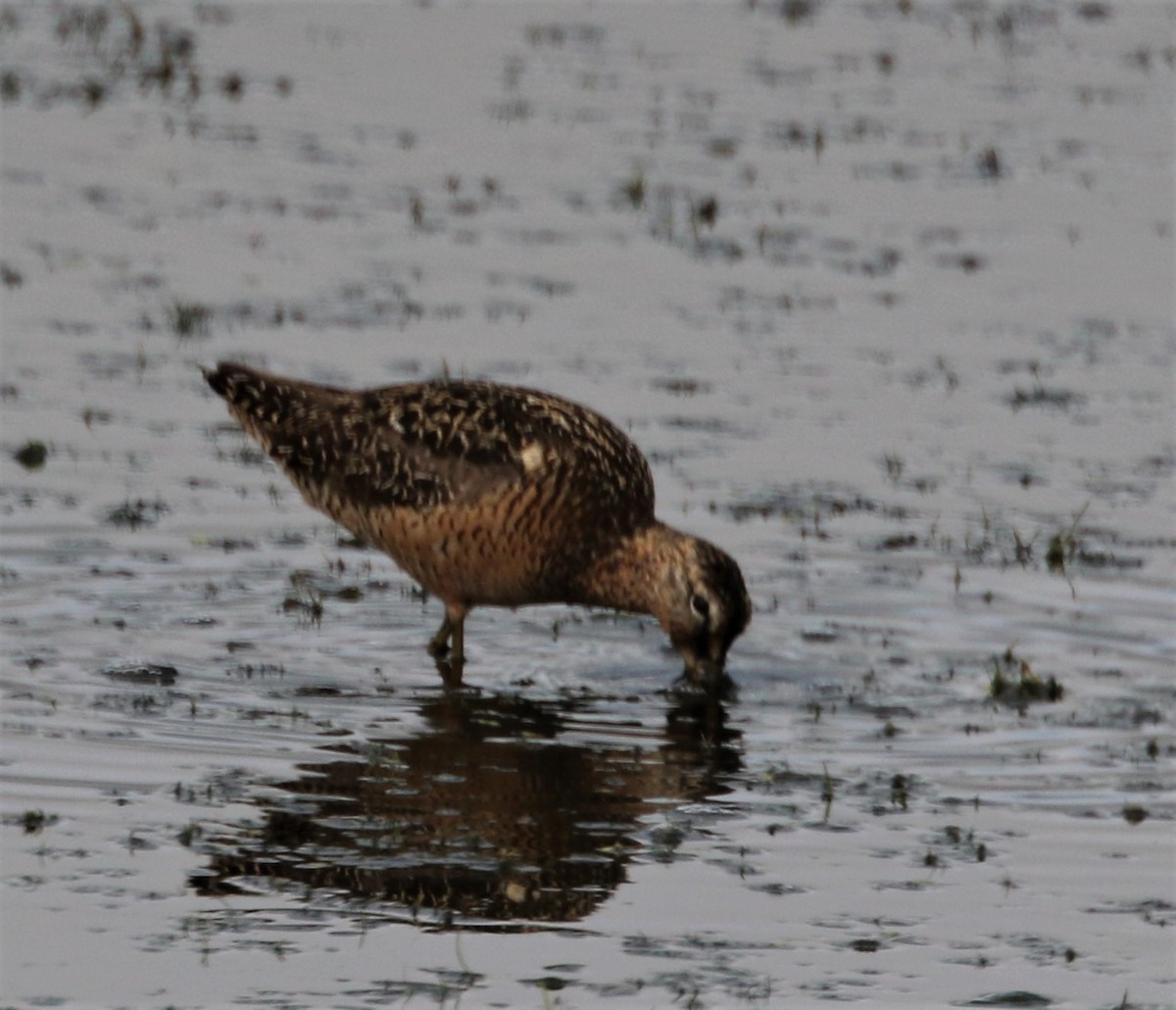 Long-billed Dowitcher - ML593590341