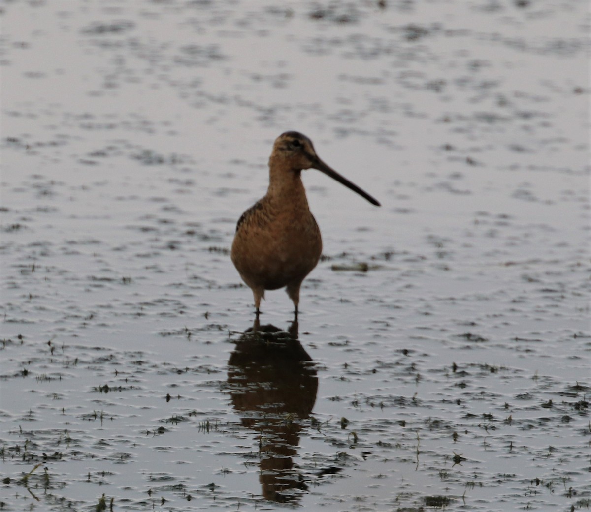 Long-billed Dowitcher - ML593590381