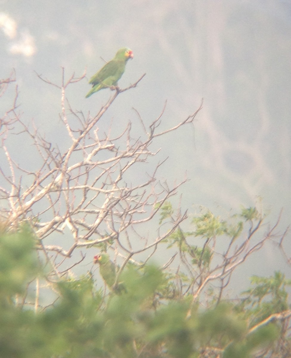 Red-lored Parrot (Red-lored) - Auner Revolorio