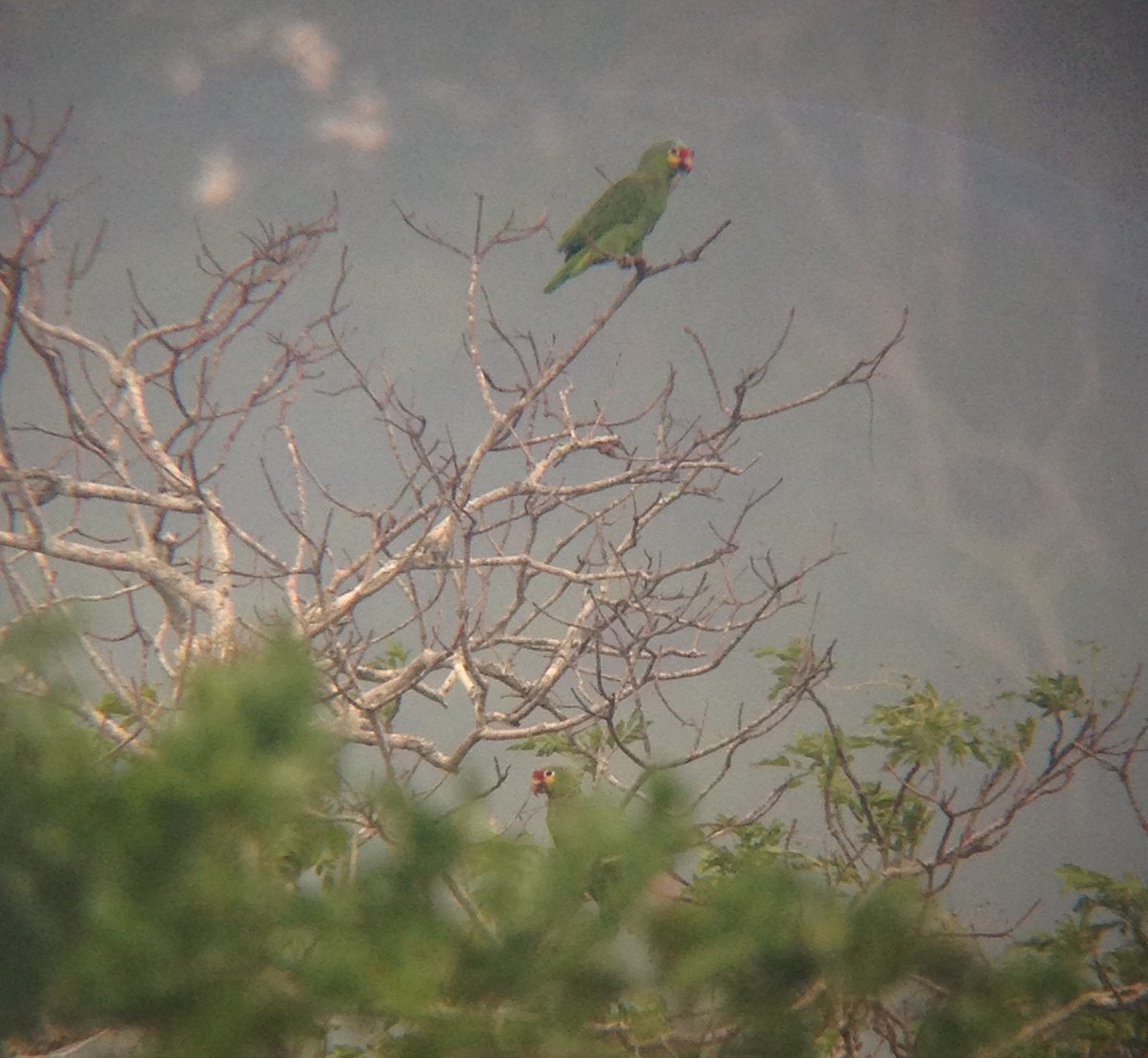 Red-lored Parrot (Red-lored) - Auner Revolorio
