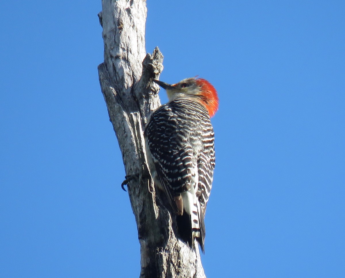 Red-bellied Woodpecker - Gerry Hawkins