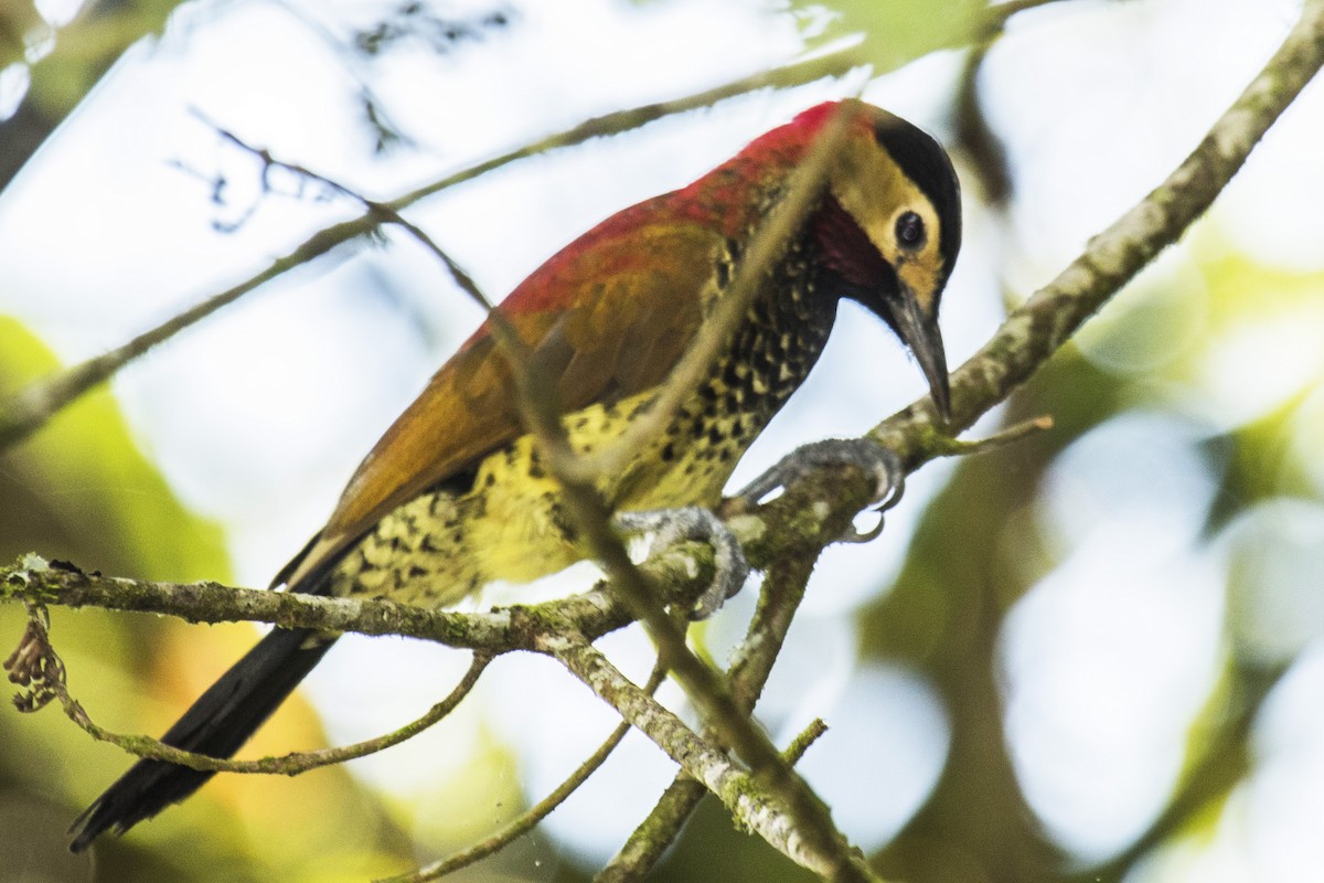 Crimson-mantled Woodpecker - ML593602841