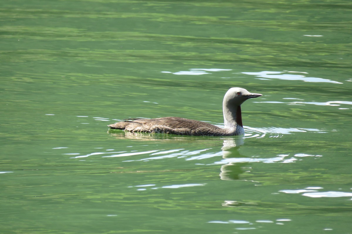 Red-throated Loon - ML593606091