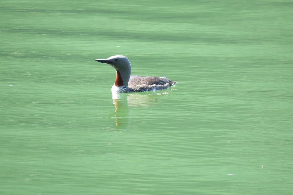 Red-throated Loon - ML593606121