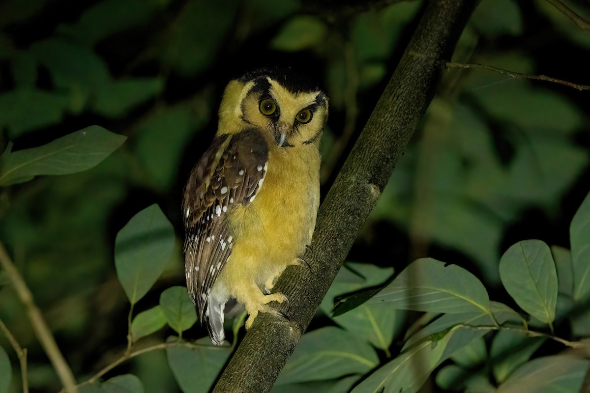 Buff-fronted Owl - ML593606721