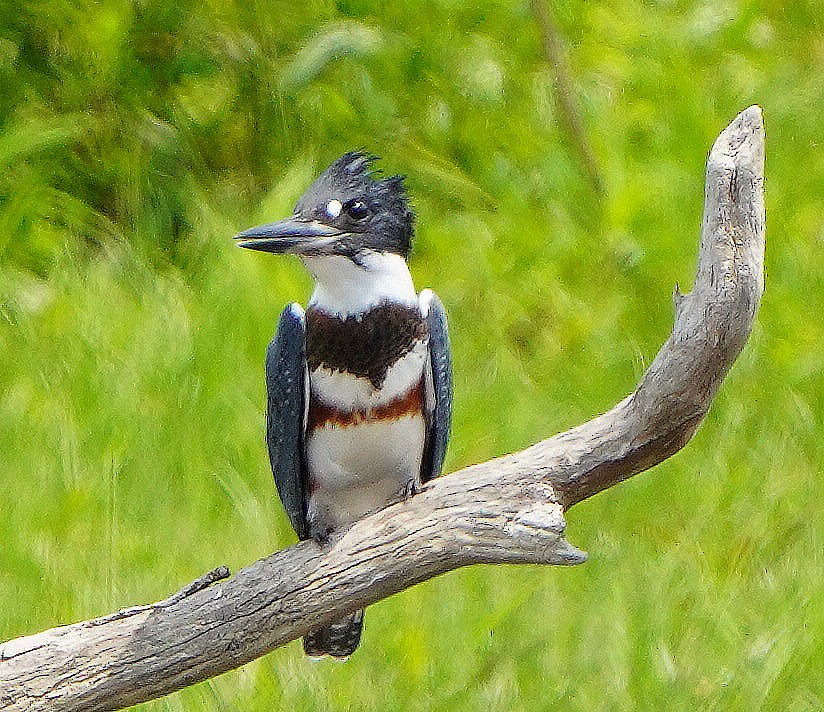 Belted Kingfisher - ML593607281
