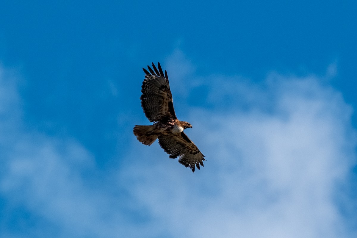 Red-tailed Hawk - ML593608761