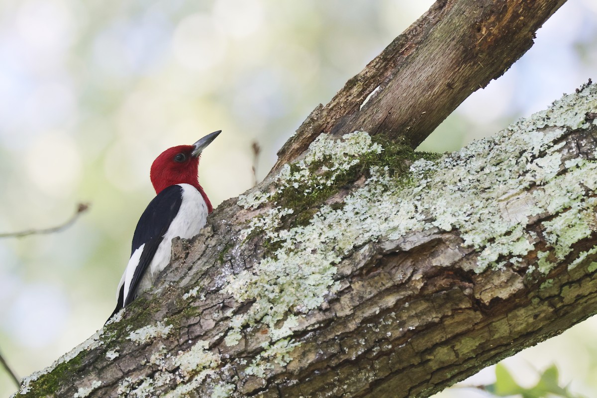 Red-headed Woodpecker - ML593609041