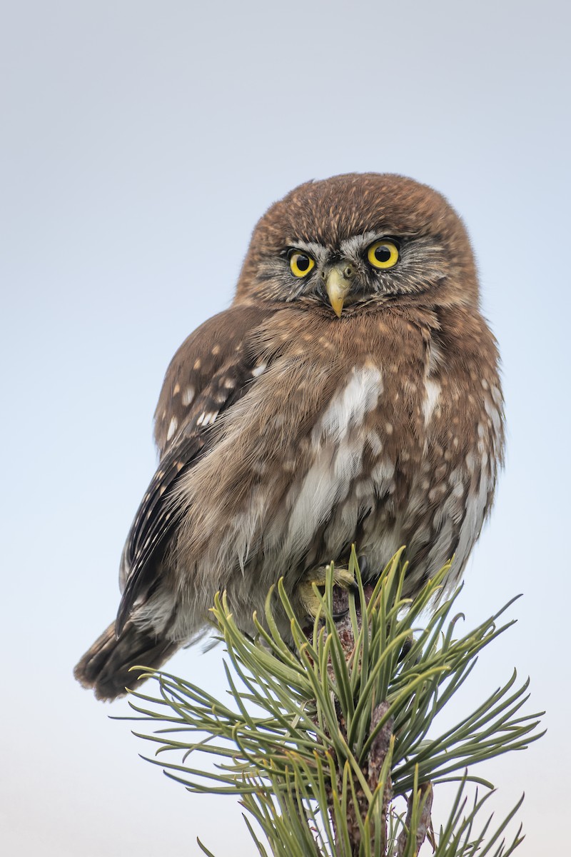 Austral Pygmy-Owl - Francisco Castro Carmona