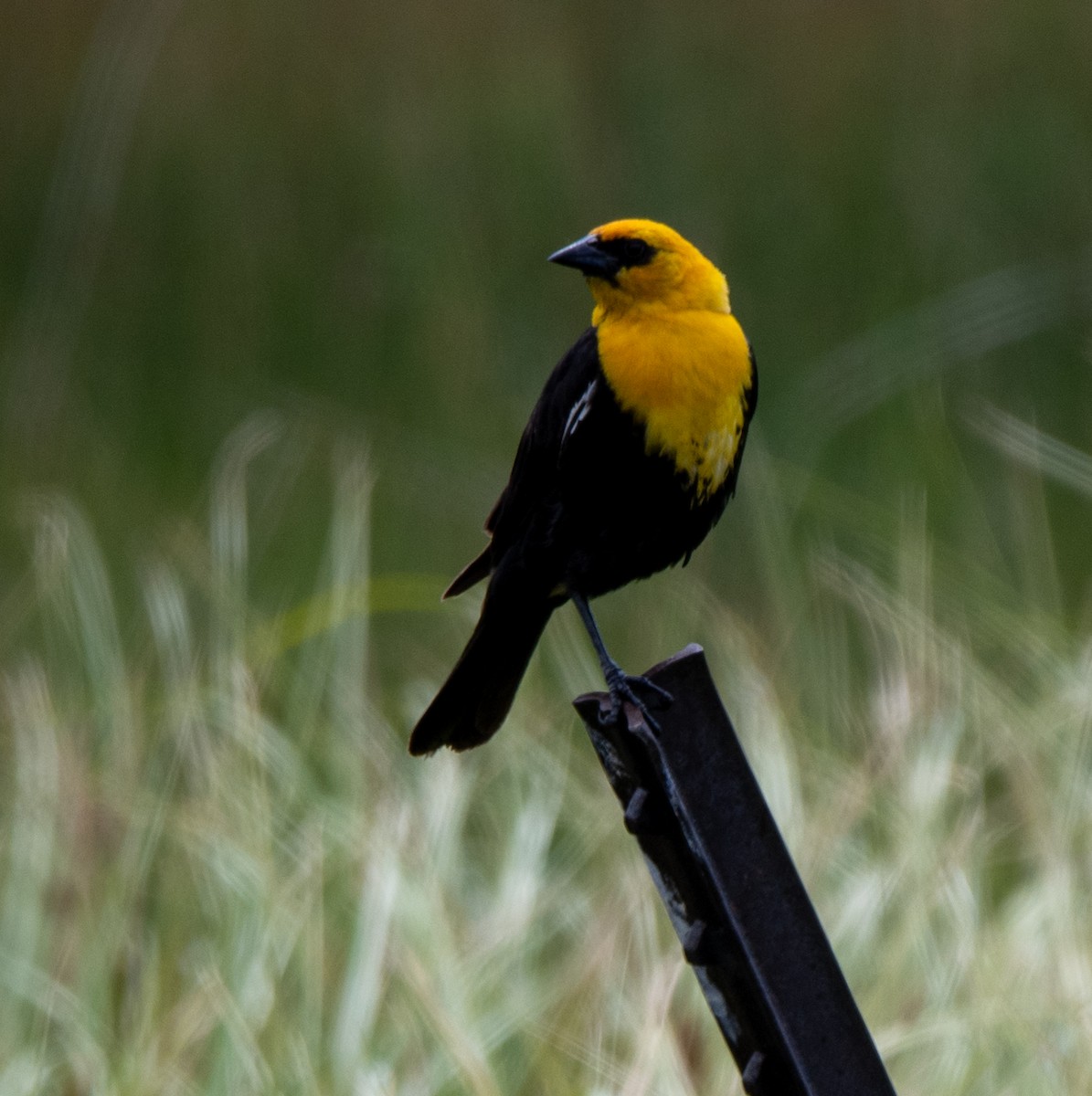 Yellow-headed Blackbird - ML593612001