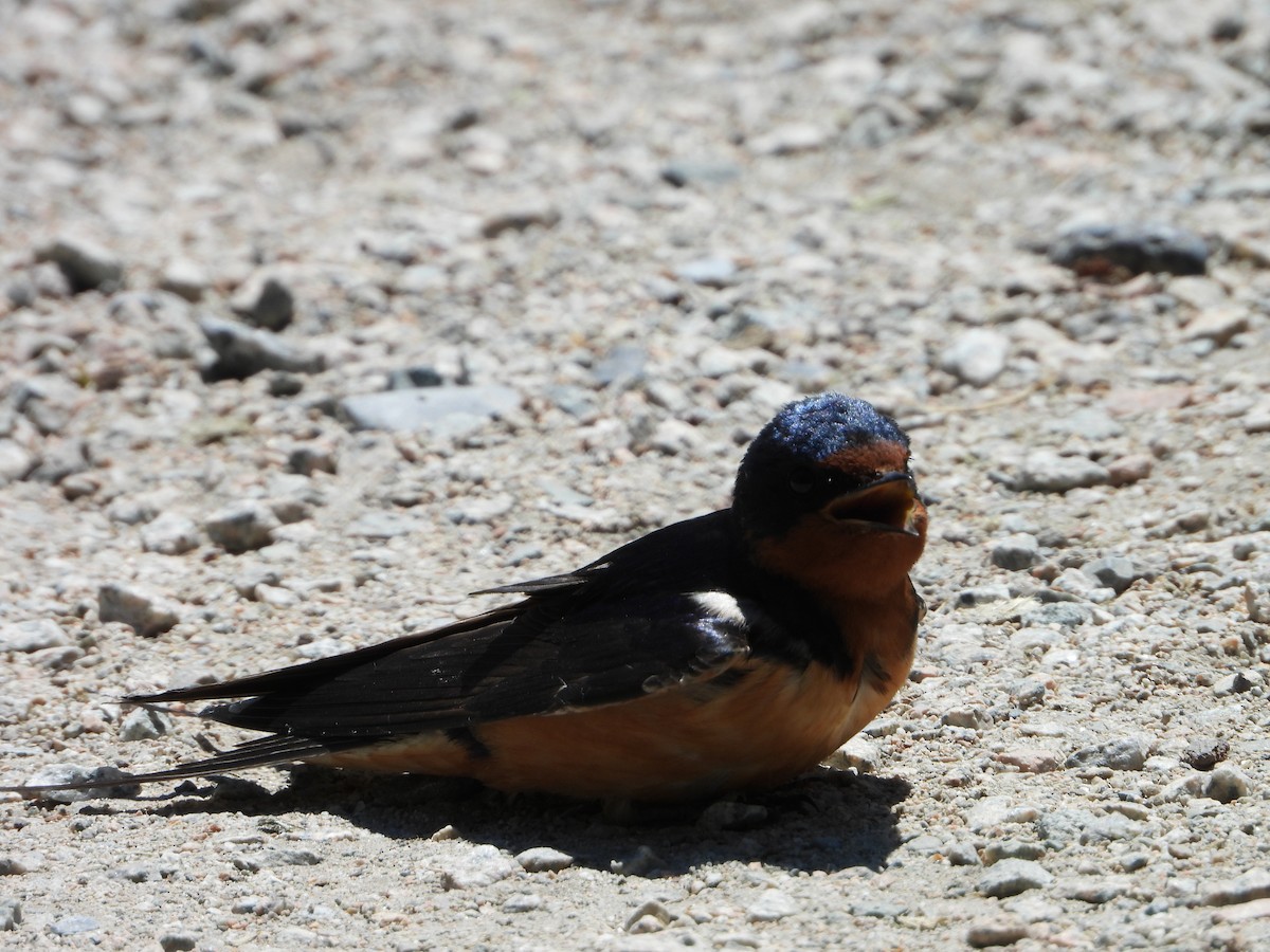 Barn Swallow - valerie pelchat