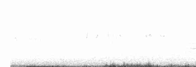 シロハラアマツバメ - ML593614331