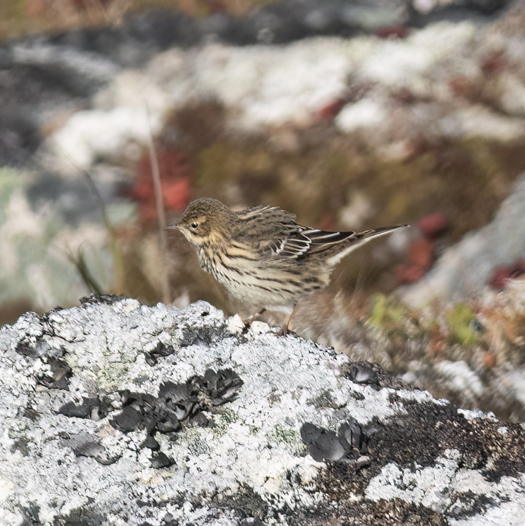 Red-throated Pipit - ML593616181