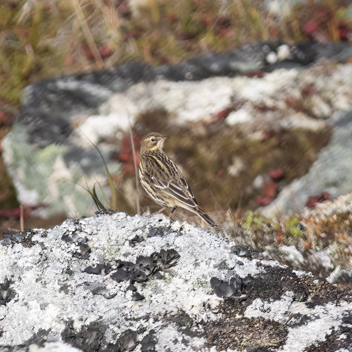 Red-throated Pipit - ML593616191