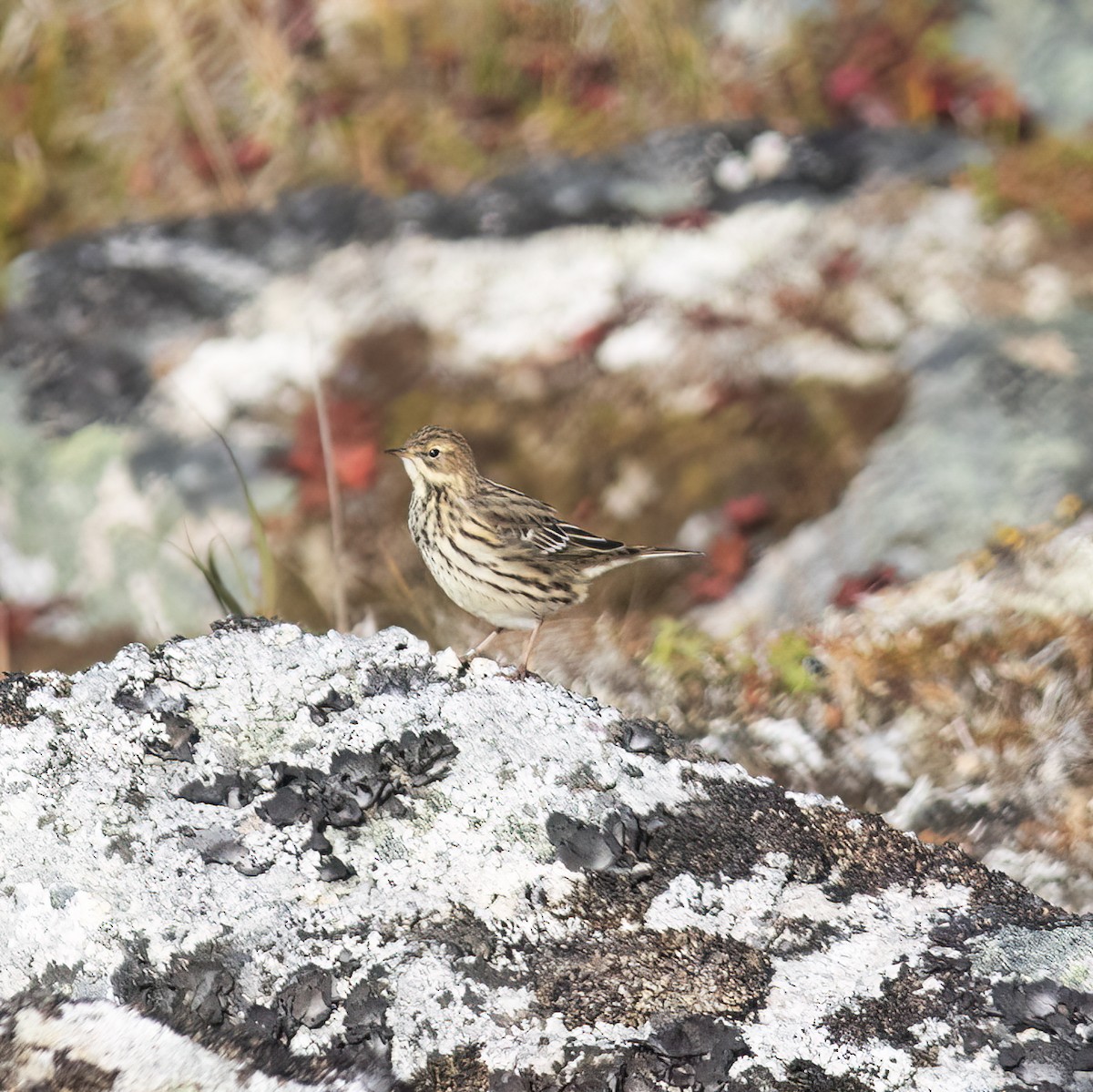 Red-throated Pipit - ML593616201