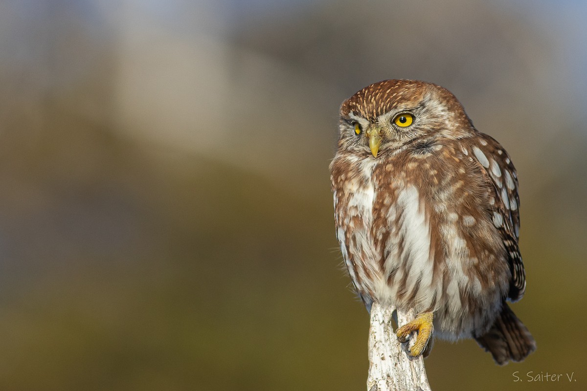 Austral Pygmy-Owl - Sebastián Saiter Villagrán
