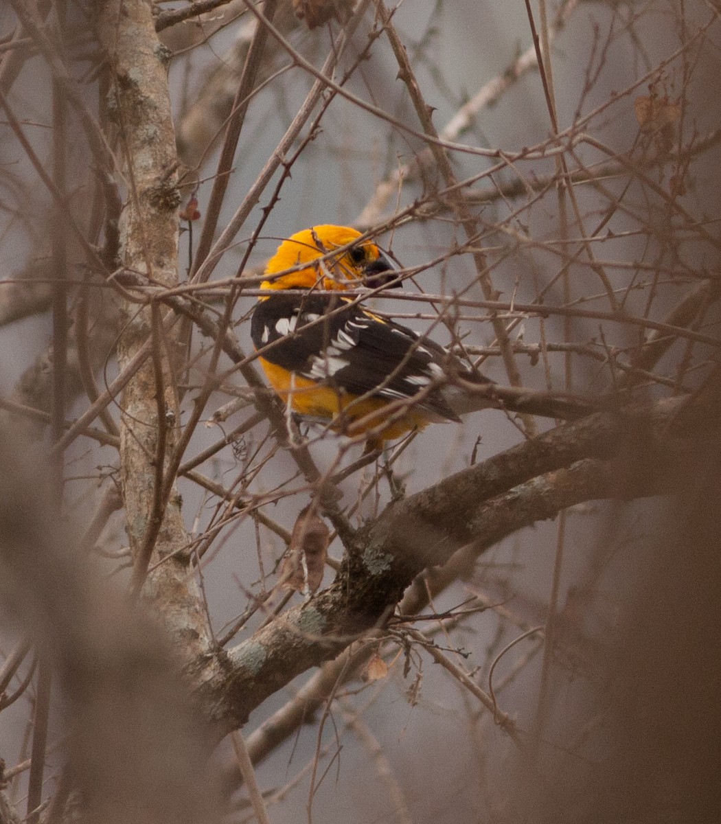 Yellow Grosbeak (Guatemalan) - ML59361991