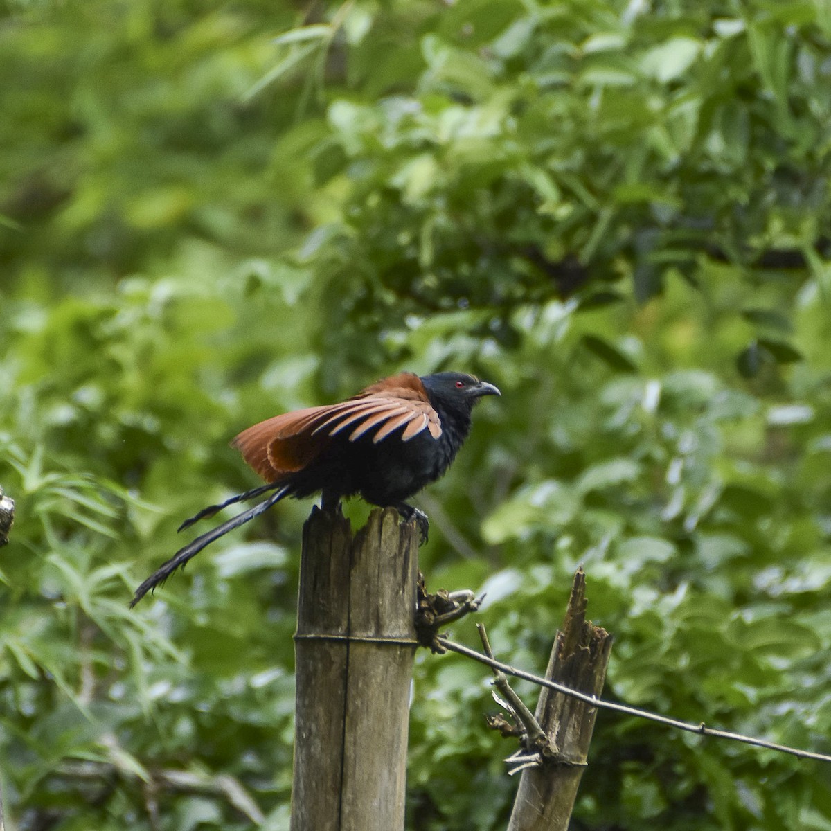 Greater Coucal - ML593622411
